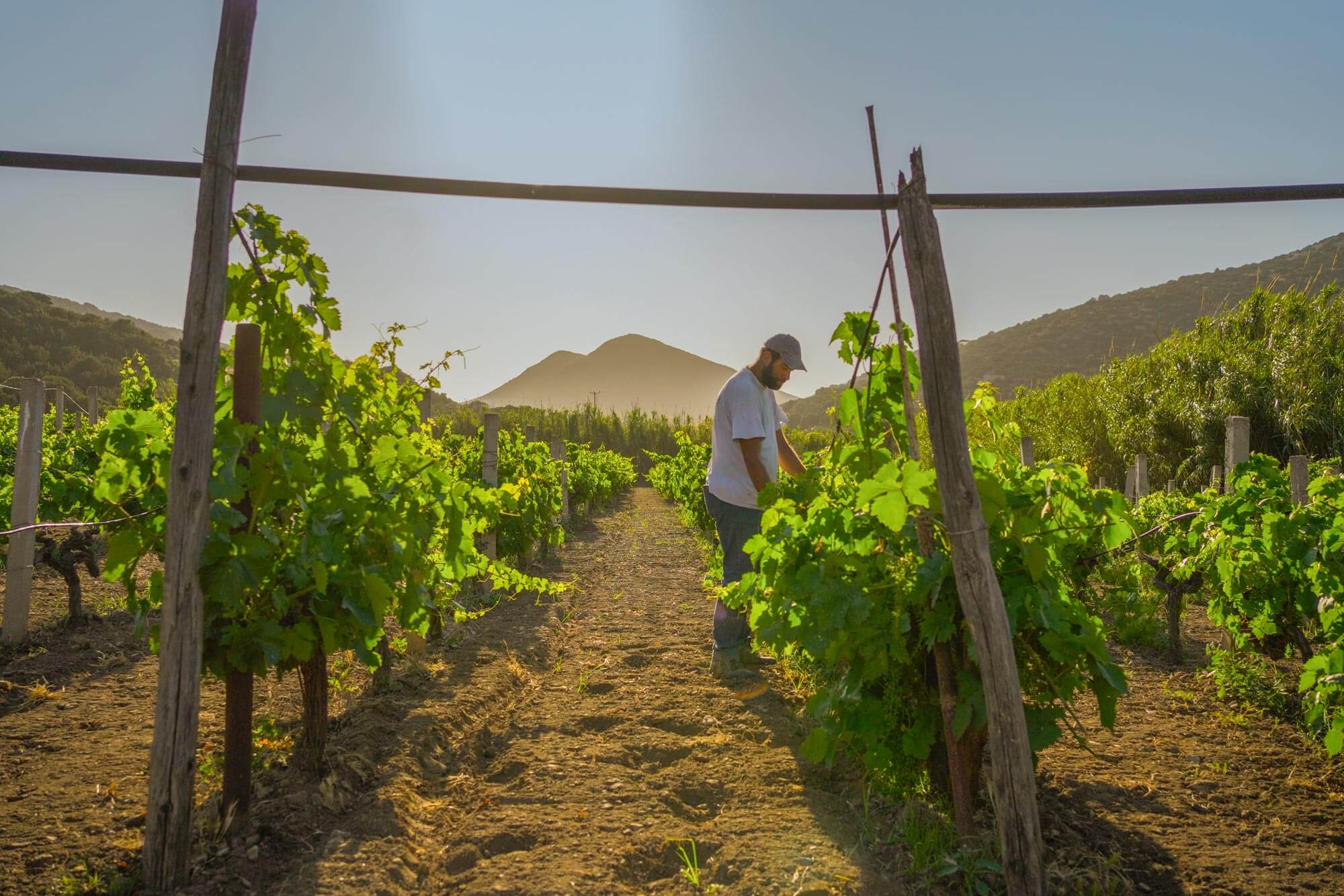 Τα αμπέλια μας