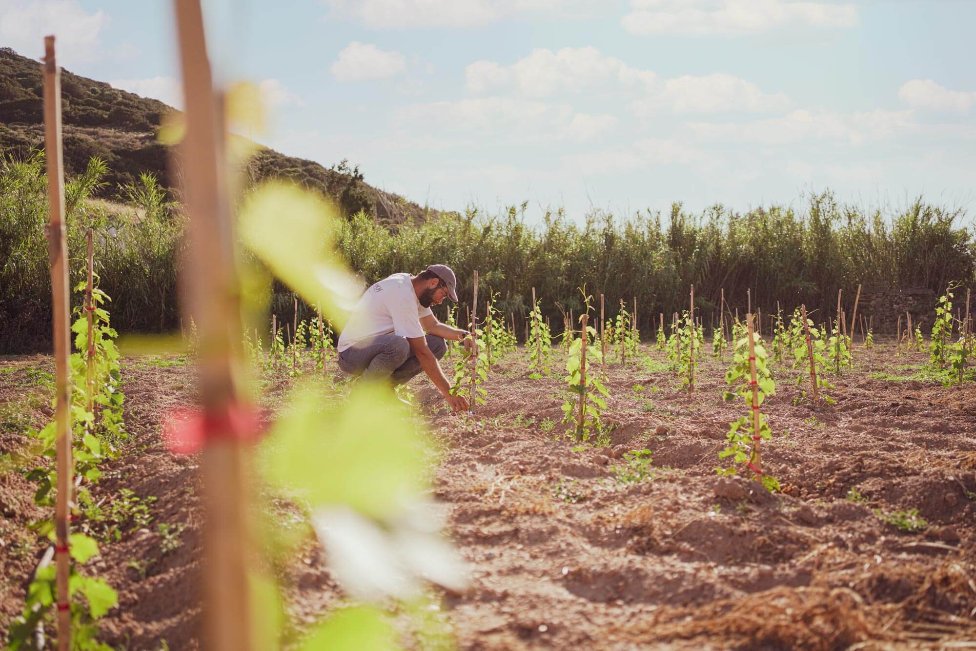 Μικρά αμπέλια