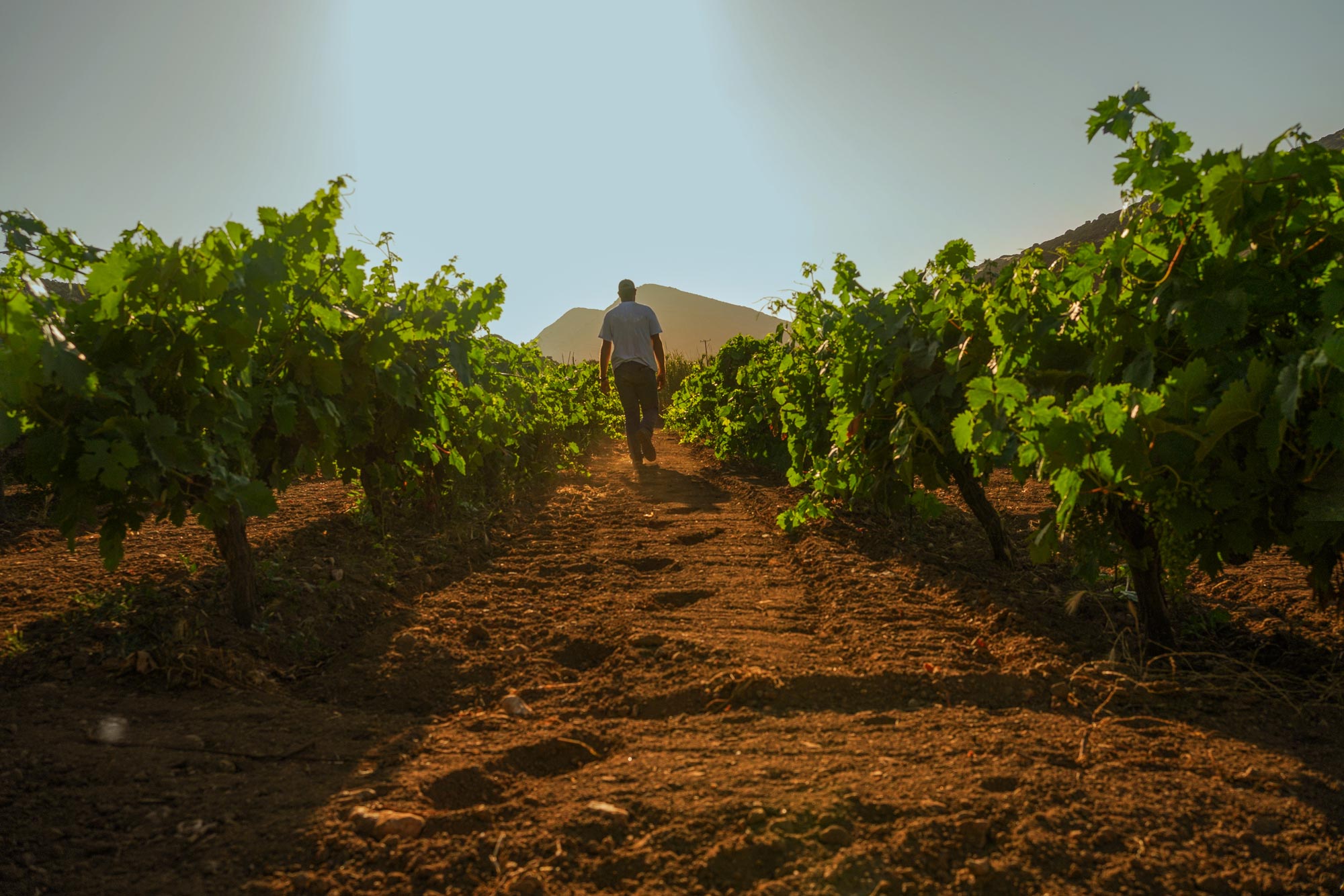 Βιολογική καλιέργεια